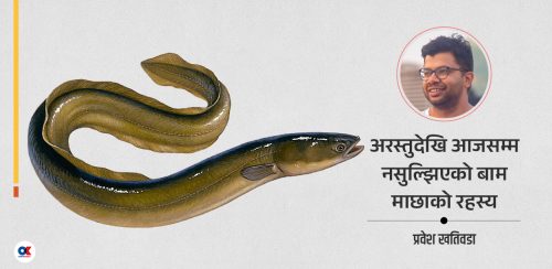 बाम माछाको रहस्यमय जीवन : नदीका पाहुना, समुद्रका सन्तान