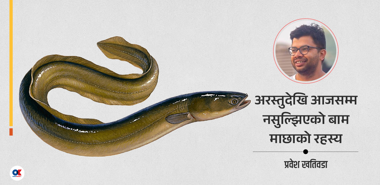 बाम माछाको रहस्यमय जीवन : नदीका पाहुना, समुद्रका सन्तान