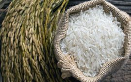 भारतीय प्रभावले नेपालमा महँगियो चामल
