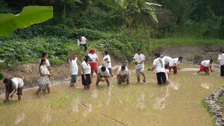 कोशी प्रदेशमा करिब ५५ प्रतिशत धान रोपाइँ सम्पन्न