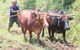 लोकल गाई र हल गोरु पाल्नेलाई नगद वितरण