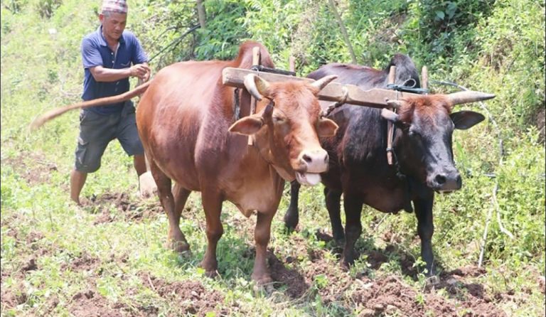 लोकल गाई र हल गोरु पाल्नेलाई नगद वितरण