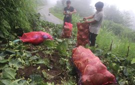 बन्दगोभी उत्पादक किसानको पीडा : उत्पादन बढ्छ, मूल्य नपाउँदा आम्दानी घट्छ