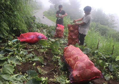 बन्दगोभी उत्पादक किसानको पीडा : उत्पादन बढ्छ, मूल्य नपाउँदा आम्दानी घट्छ