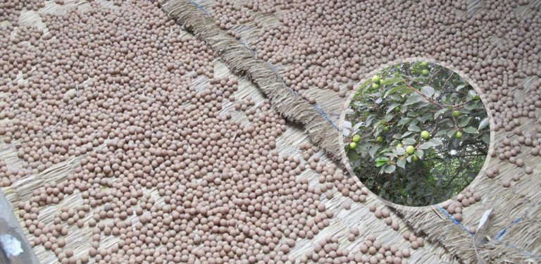 बोधिचित्तको सिजनसँगै काभ्रेमा दोहोरिन्छ चोरी, झगडा र बगैंचा विवाद