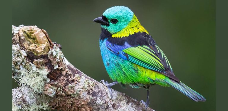 एआईले खोल्यो चराको विकासक्रममा आएको ‍‍परिवर्तनको रहस्य