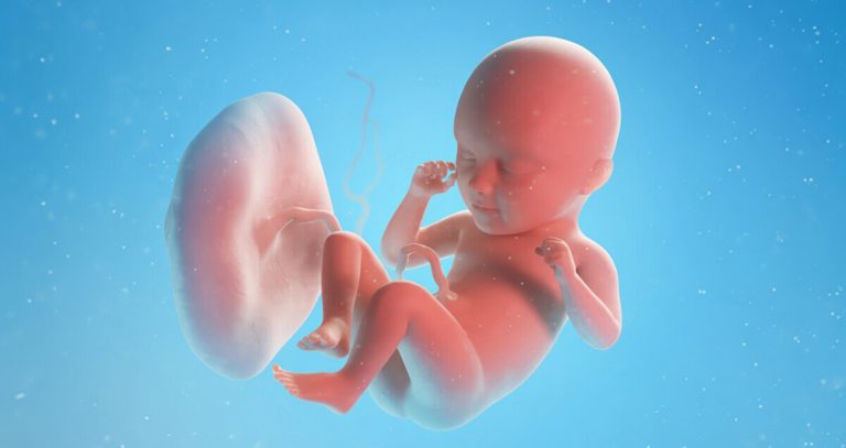 आमाले खाने औषधि गर्भको बच्चामा पुग्छ ? ‘कृत्रिम साल’ बनाएर अध्ययन गर्दै वैज्ञानिक