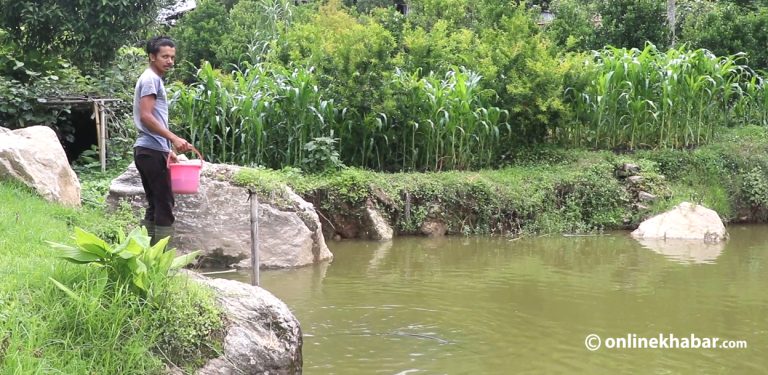 बाँदर आतंकबाट हैरान धनकुटाका किसान वैकल्पिक खेतीतर्फ