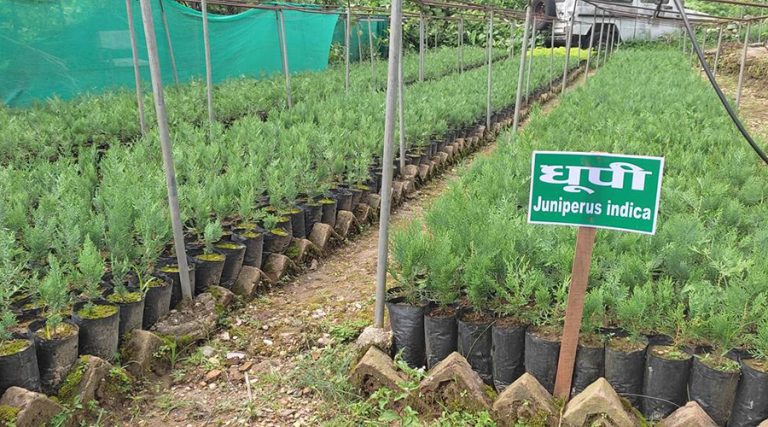 वन कार्यालय स्याङ्जा : एक वर्षमा ३६ हजार बढी बिरुवा उत्पादन