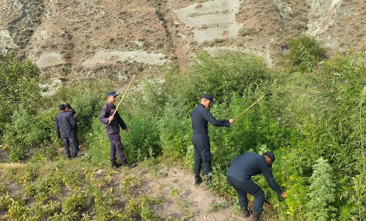 डोल्पामा १० रोपनीमा लगाइएको गाँजाका नष्ट