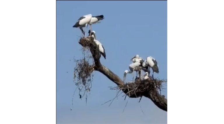 बाटुली पोखरीमा तीन प्रजाति जलचरका ४४० गुँड   