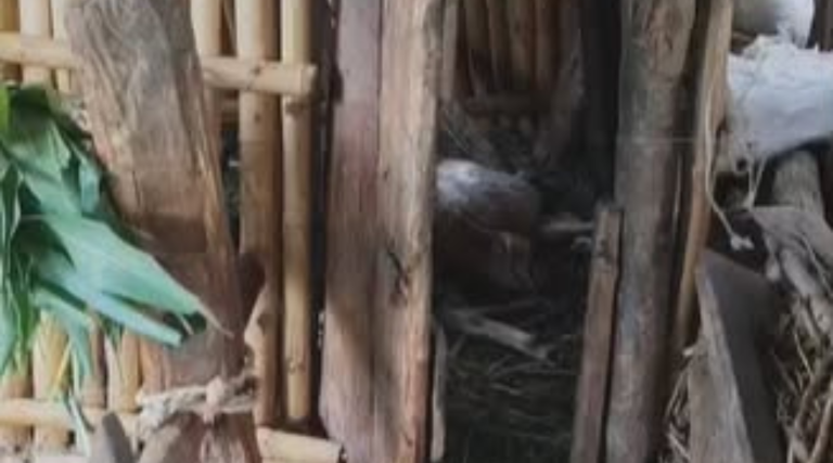 स्याङ्जाको बारीचौरमा चितुवा आतंक