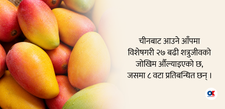 चीनबाट आउने आँपमा पनि नेपालले लगायो कडा सर्त, कति हुन्छ आयात ?