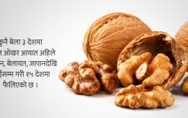 ओखर आयातमा अस्वाभाविक उछाल, स्वदेशी खपत कि तस्करी ?