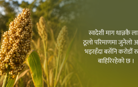 जुनेलो : ‘हेपिएको खाना’ बन्यो सहरियाको ‘सुपरफुड’, गाउँमा लोपोन्मुख, करोडौंको आयात