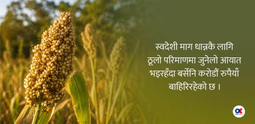 जुनेलो : ‘हेपिएको खाना’ बन्यो सहरियाको ‘सुपरफुड’, गाउँमा लोपोन्मुख, करोडौंको आयात