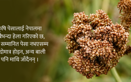 खुम्चिँदै कोदो उत्पादन क्षेत्रफल, बढ्दै आयात : दिवसको तामझाम कि कर्मकाण्ड ?