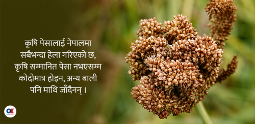 खुम्चिँदै कोदो उत्पादन क्षेत्रफल, बढ्दै आयात : दिवसको तामझाम कि कर्मकाण्ड ?