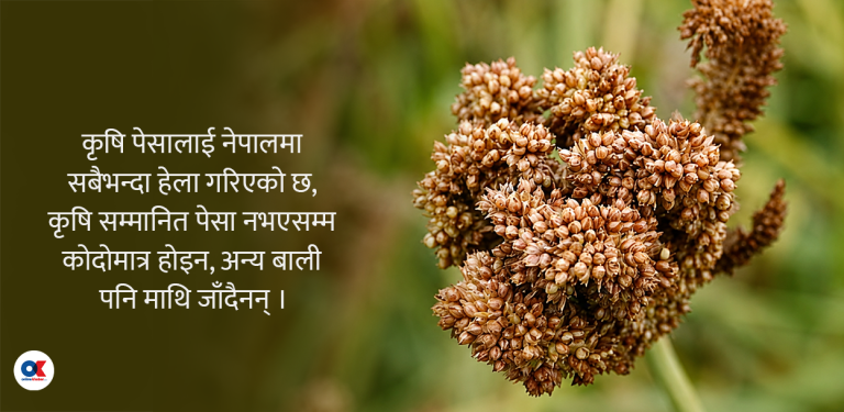 खुम्चिँदै कोदो उत्पादन क्षेत्रफल, बढ्दै आयात : दिवसको तामझाम कि कर्मकाण्ड ?