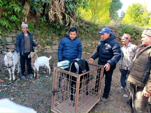 गाउँपालिकाको अनुदानले बढायो खसी उत्पादन, ५ करोड आम्दानी