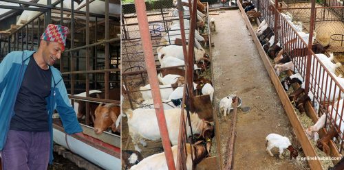 बन्दुकदेखि बाख्रापालनसम्म