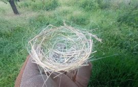 जब युद्धमा प्रयोग भएका ड्रोनको तार समेटेर चराले गुँड बनायो
