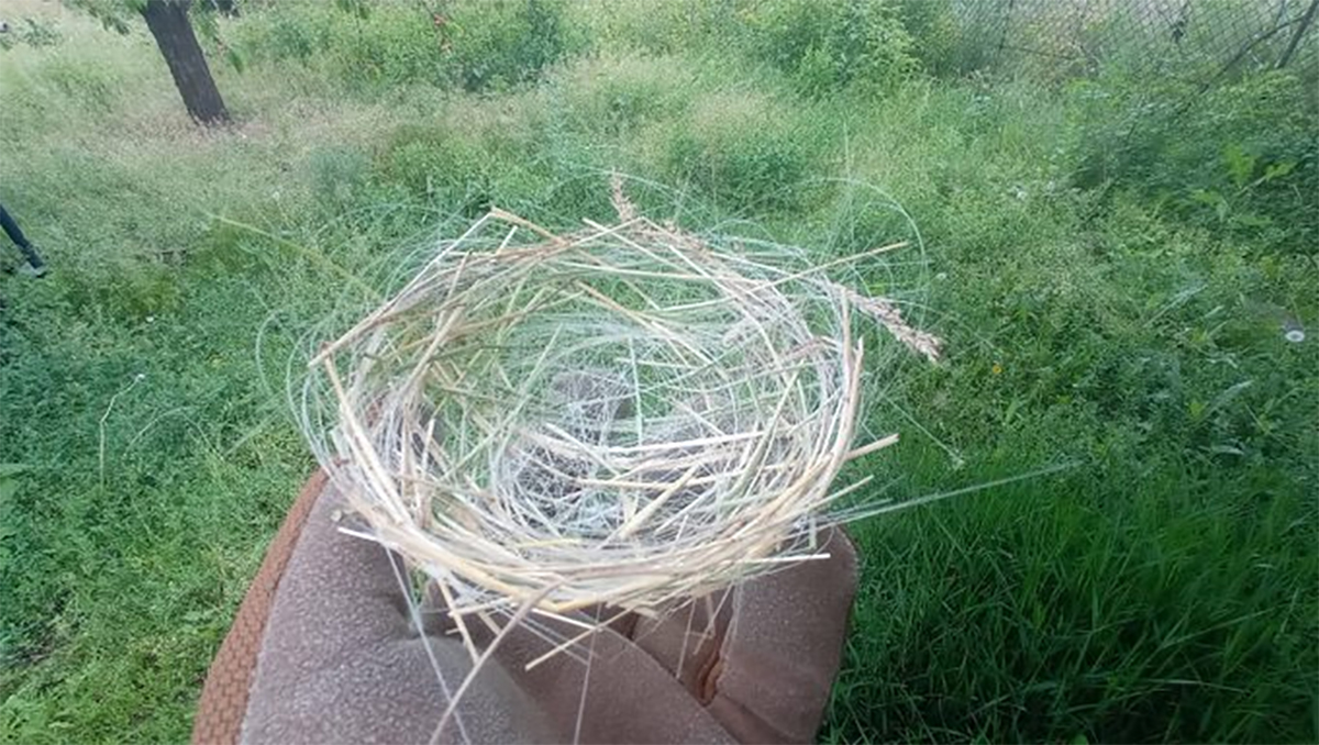 जब युद्धमा प्रयोग भएका ड्रोनको तार समेटेर चराले गुँड बनायो