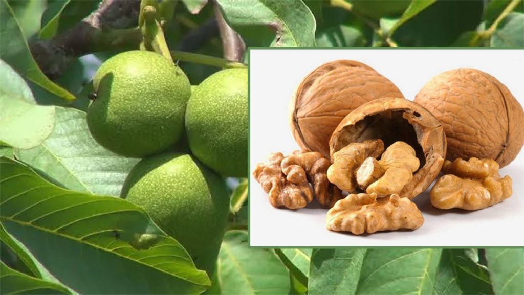 एक महिनासम्म नियमित ओखर खाँदा के-के फाइदा हुन्छ ?