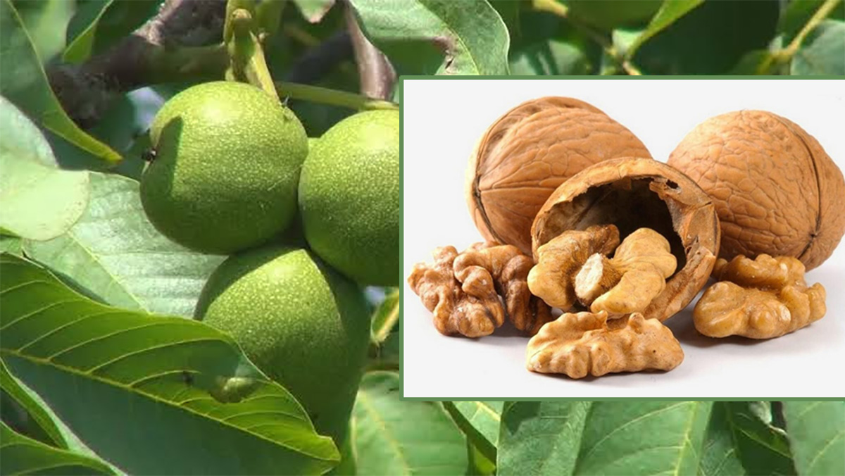 एक महिनासम्म नियमित ओखर खाँदा के-के फाइदा हुन्छ ?