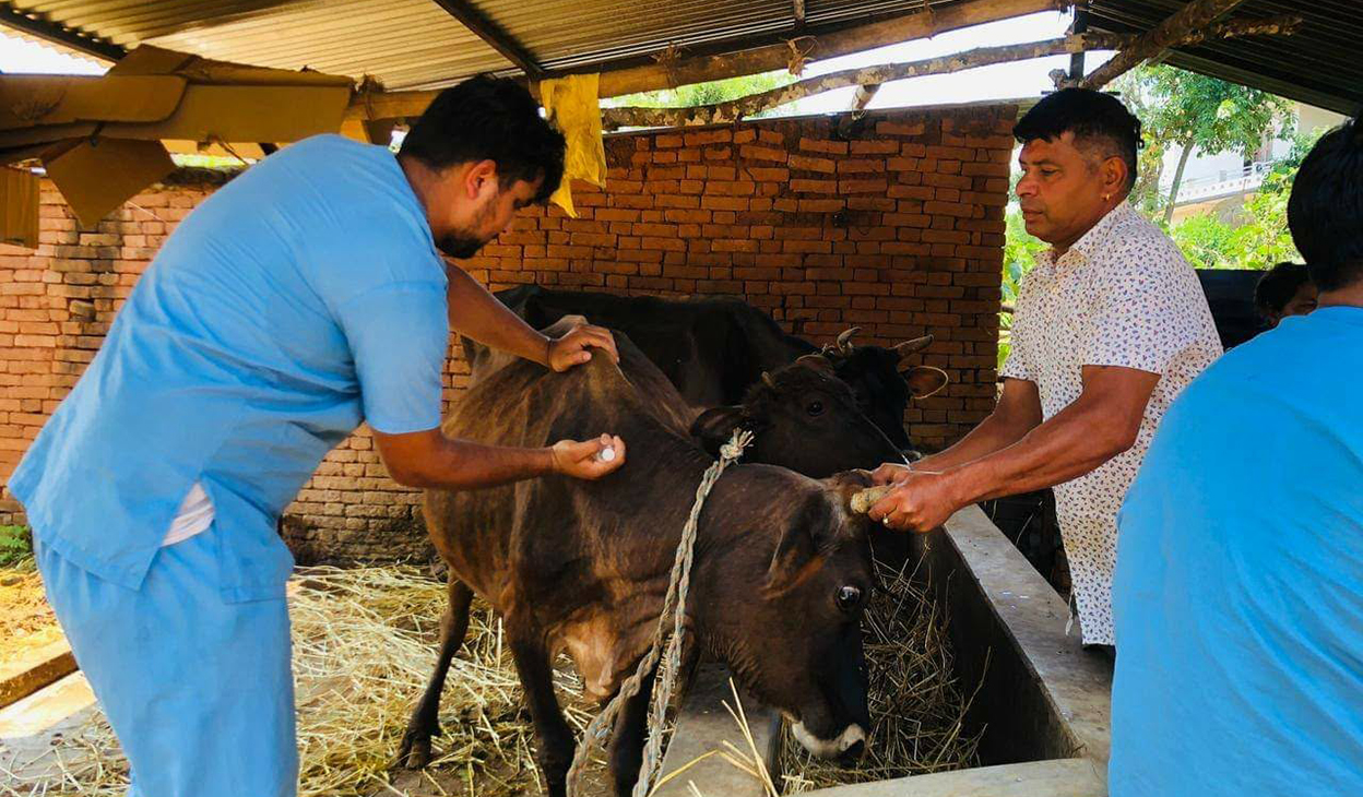 स्याङ्जामा डेढ लाख बढी पशुलाई निःशुल्क खोप
