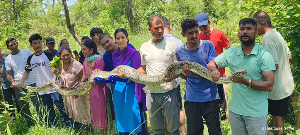 देउखुरीमा एक वर्षमा ४४७ वन्यजन्तुको उद्धार, सबैभन्दा बढी कोब्रा