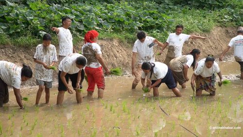 आधुनिकीकरणसँगै ओझेलमा कृषि संस्कृति उत्सव