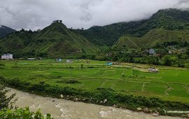 स्याङ्जामा ८२ प्रतिशत रोपाइँ सकियो