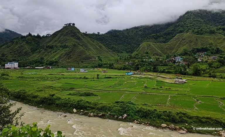 स्याङ्जामा ८२ प्रतिशत रोपाइँ सकियो