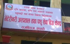 सप्तरीको भेटेरिनरी अस्पतालमा अख्तियारको छापा, कार्यालय प्रमुखसहित २ जना पक्राउ