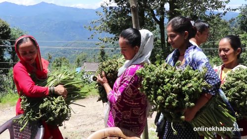 मालिकाका महिलालाई निउरो र तामाको अचार बनाउने तालिम