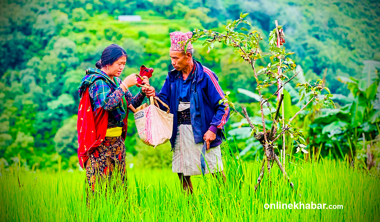 धानबाली जोगाउन हरेली पूजा (तस्वीरहरू)