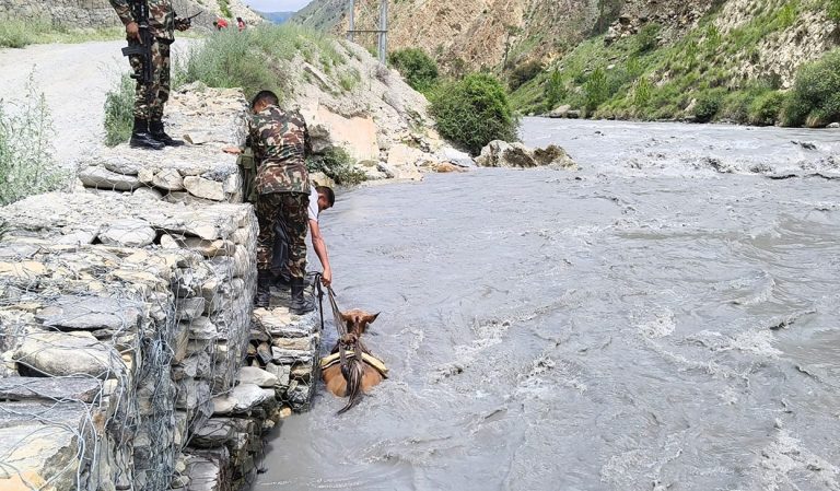 ठूलीभेरी नदीले बगाएका तीन खच्चडको नेपाली सेनाबाट उद्धार