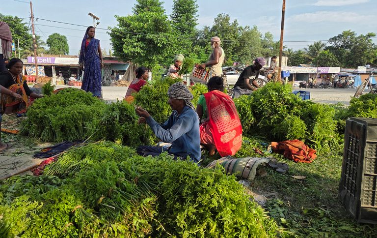कोशीटप्पुको निगुरो काठमाडौंमा