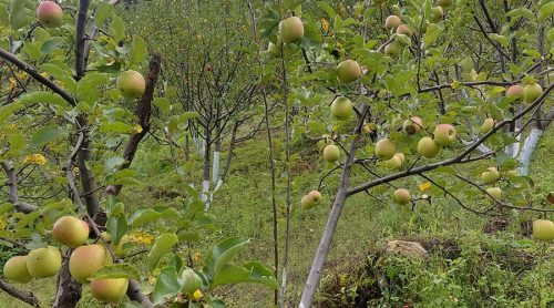 डोल्पाको त्रिपुरासुन्दरीमा १० भदौ अघि स्याउ नटिप्न आग्रह