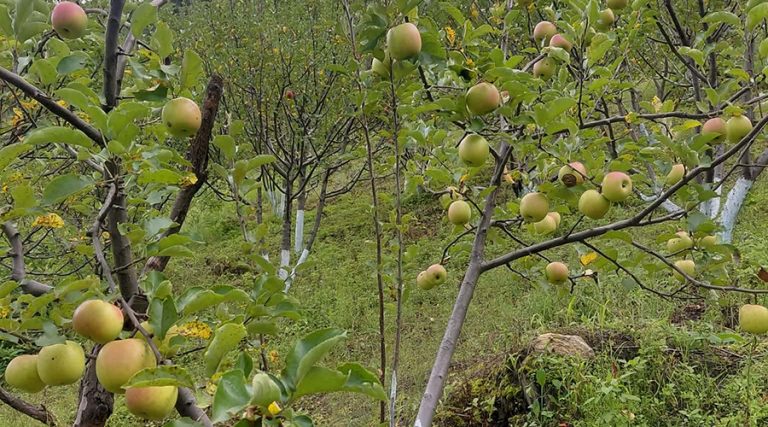 डोल्पाको त्रिपुरासुन्दरीमा १० भदौ अघि स्याउ नटिप्न आग्रह