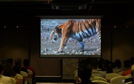 बर्दियाका बाघको दुर्लभ व्यवहार विश्वमाझ