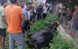 तिमीले गल्ती गर्‍यौ, मान्छेको कोखमा जन्म नलिएर