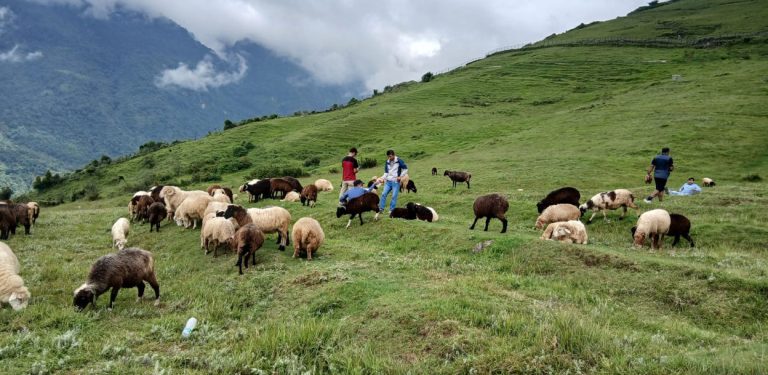 भाल्चेको भेडा फार्मः नश्ल सुधारदेखि पर्यटन प्रवर्द्धनसम्म 