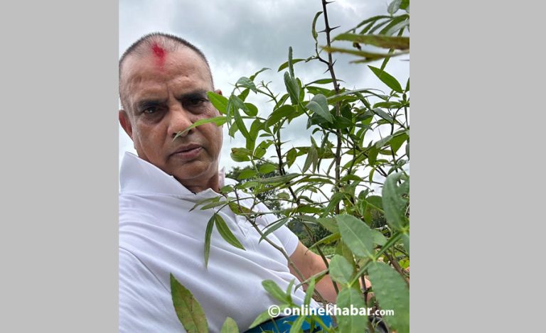 पुर्ख्यौली थलोमा हरिवंशले टिमुर र एभोकाडोका विरुवा रोपे