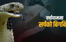 अस्पतालमा एन्टिस्नेक भेनमको हाहाकार, सर्पले डसेका बिरामी भारततिर