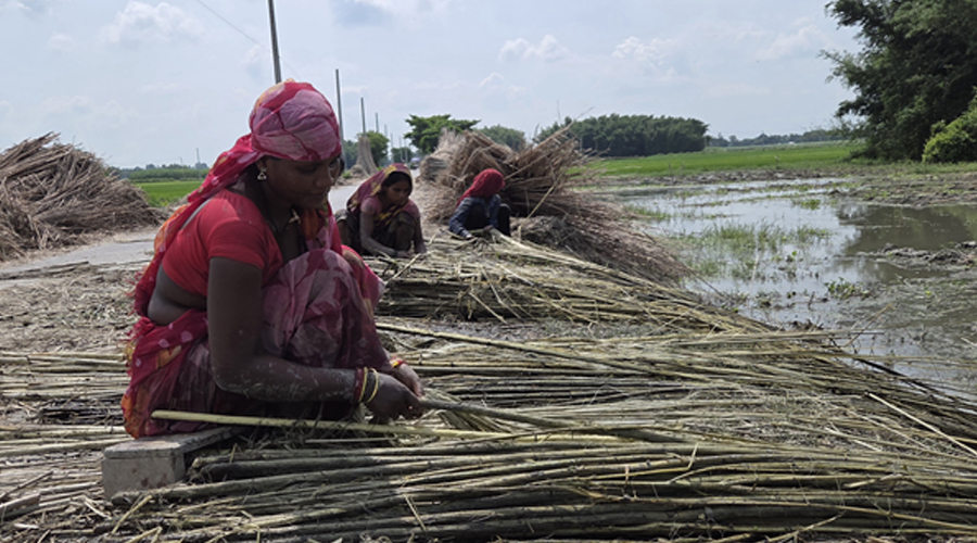 सुनसरीमा जुटखेतीतर्फ किसानको आकर्षण   