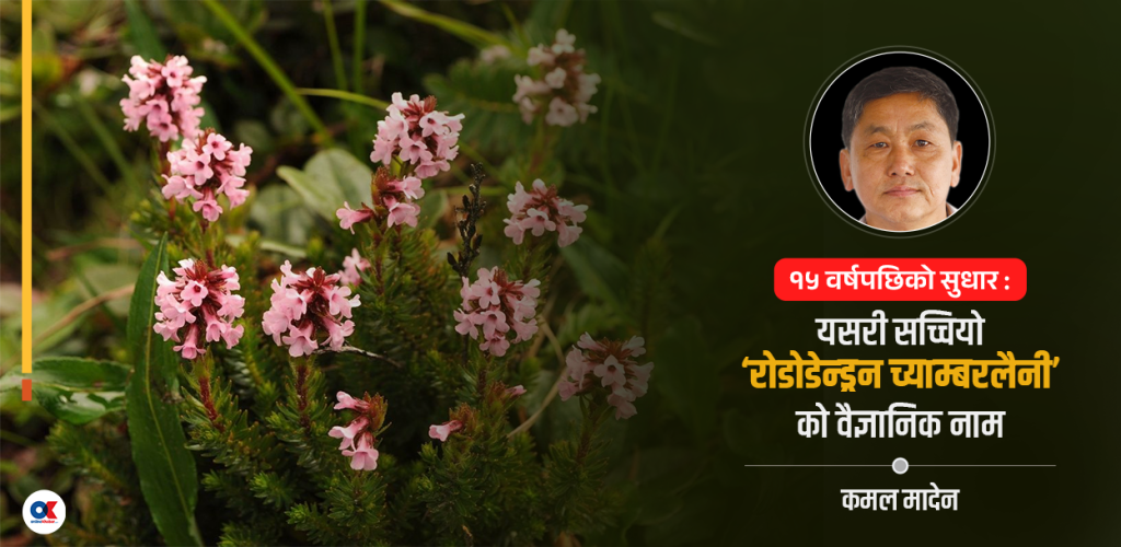 १५ वर्षदेखि गुराँस मानिएको वनस्पति ‘डिप्लोर्चे मल्टिफ्लोरा’