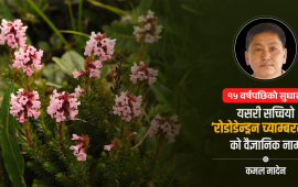 १५ वर्षदेखि गुराँस मानिएको वनस्पति ‘डिप्लोर्चे मल्टिफ्लोरा’