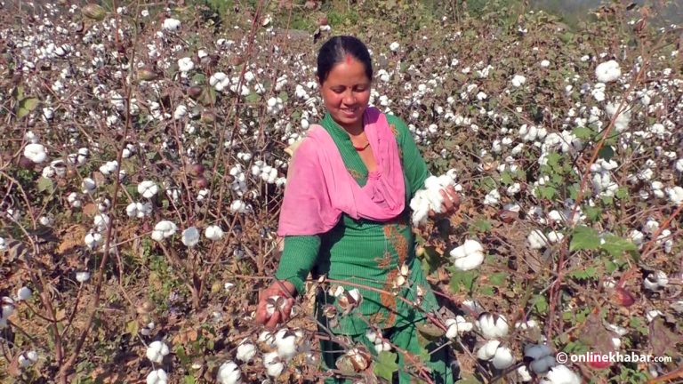 हेटौंडा कपडा उद्योग सञ्चालनसँगै कपास खेतीमा जोड